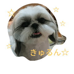 [LINEスタンプ] shihtzu stamps momo