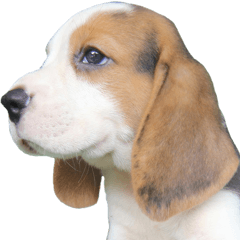 [LINEスタンプ] Nimo Beagle (Eng. Version)の画像（メイン）