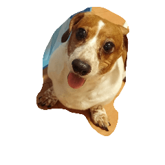 [LINEスタンプ] ダックス さくら