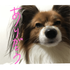 [LINEスタンプ] パピヨンの潤さん