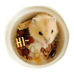 [LINEスタンプ] Cute Hamster Hamster