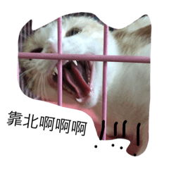 [LINEスタンプ] cut cat Nemomomo