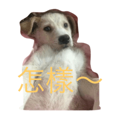[LINEスタンプ] Han Han Mochi