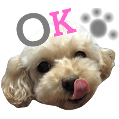 [LINEスタンプ] トイプードルのcocoちゃん♡