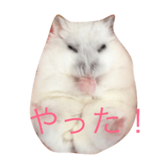 [LINEスタンプ] ハムスターの大福ちゃん