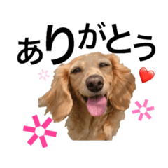 [LINEスタンプ] くうちゃん♡スタンプ