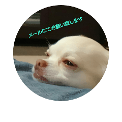 [LINEスタンプ] hall,my dog
