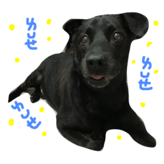 [LINEスタンプ] buddy dailyy