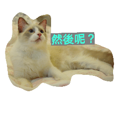 [LINEスタンプ] Reza the Cat  (Chinese Version)