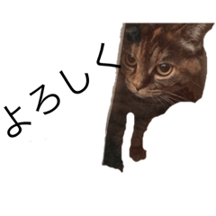 [LINEスタンプ] 使いやすい猫のスタンプ