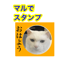 [LINEスタンプ] 飼い猫マルでスタンプ‼の画像（メイン）