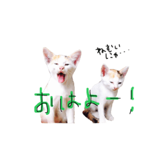 [LINEスタンプ] にゃんちぃの！