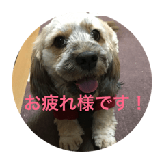 [LINEスタンプ] シダックス犬 茶太郎