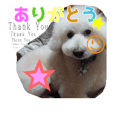 [LINEスタンプ] かいちゃん★★