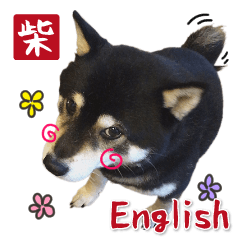 [LINEスタンプ] 柴犬ときどき猫 英語バージョン