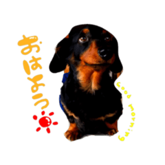 [LINEスタンプ] 愛犬こーちゃんすたんぷ