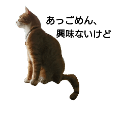 [LINEスタンプ] キィーちゃん