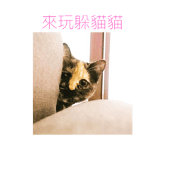 [LINEスタンプ] Takeoff Tortoiseshell