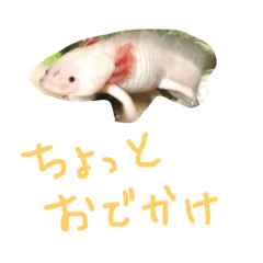 [LINEスタンプ] 我が家のウパ