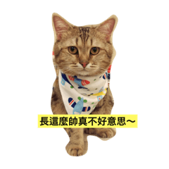 [LINEスタンプ] meooww