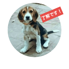 [LINEスタンプ] beagles 2018