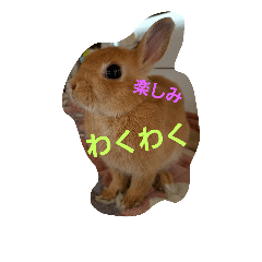 [LINEスタンプ] lovely rabbit love