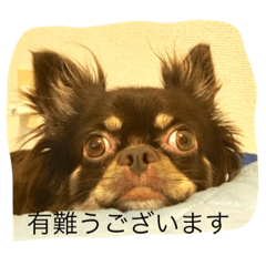 [LINEスタンプ] 愛犬ベジット3