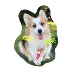 [LINEスタンプ] Corgi_Kimi