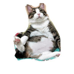 [LINEスタンプ] fat cat is  my love