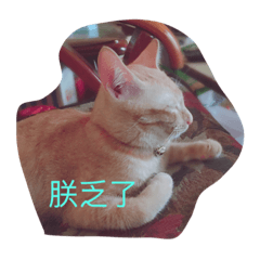 [LINEスタンプ] love cat life