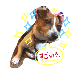 [LINEスタンプ] ジャックラッセルテリアのサンデー