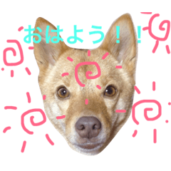 [LINEスタンプ] きつね？ 2