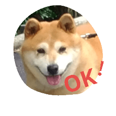 [LINEスタンプ] 柴犬茶々丸