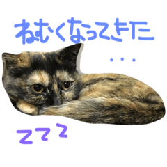 [LINEスタンプ] めーたんたん