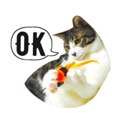 [LINEスタンプ] うち猫スタンプらんまるver2