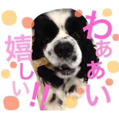 [LINEスタンプ] アメリカンコッカースパニエルのジョニモ君