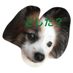 [LINEスタンプ] かりん様