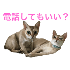 [LINEスタンプ] シンガプーラと犬のいとこ