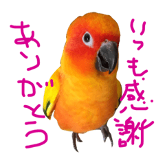 [LINEスタンプ] コガネメキシコインコさん