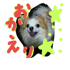 [LINEスタンプ] a life chiwawa 2