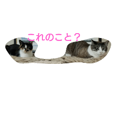 [LINEスタンプ] neko！？