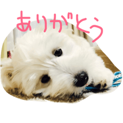 [LINEスタンプ] さだはるくんスタンプ