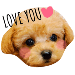 [LINEスタンプ] トイプードルのフラちゃん【英語編】