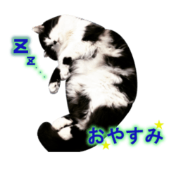 [LINEスタンプ] ハチワレお嬢のフウ様 part1