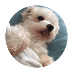 [LINEスタンプ] Maltese dog pt