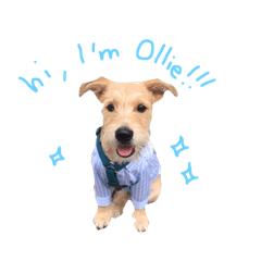 [LINEスタンプ] Hi, I am Ollie！