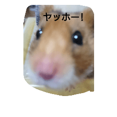 [LINEスタンプ] ハムスターのテト