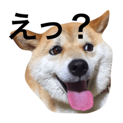 [LINEスタンプ] 柴犬こなっちゃん2