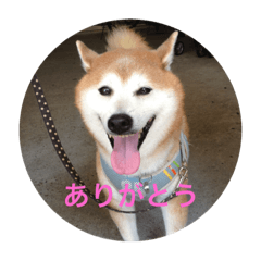 [LINEスタンプ] 柴犬 きっちょ