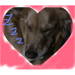 [LINEスタンプ] GoldenRetriver Photo